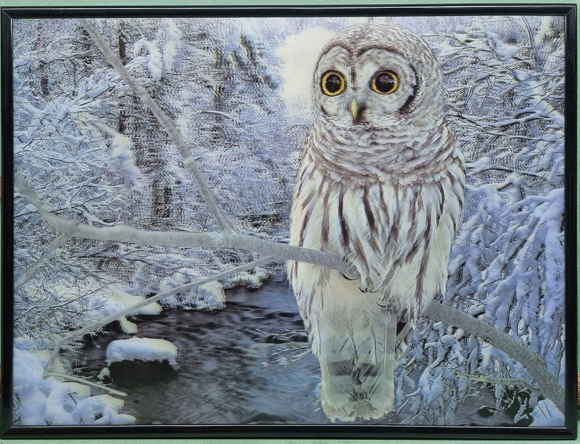 5D obraz Sova3 29/39cm